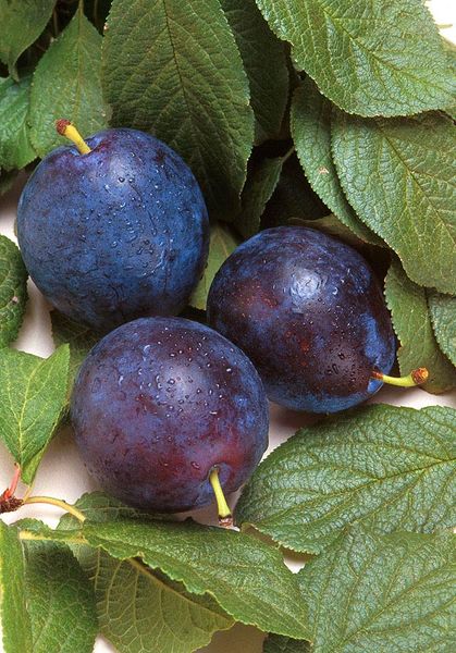 Bluebyrd Plums
