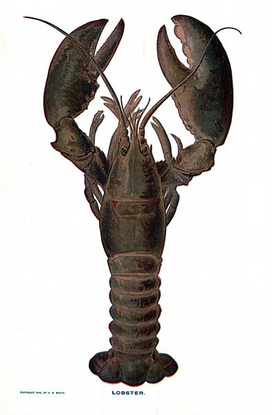 Lobster